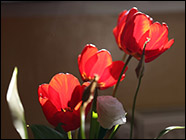 2015. 04. 22. A Föld napja